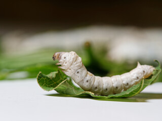 Close up of Silkworm preparing to molt.