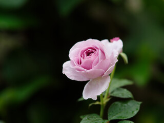 Beautiful pink rose flowerwith natural dark background.