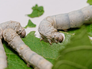 Close up view of silkworm eating mulberry leaves.