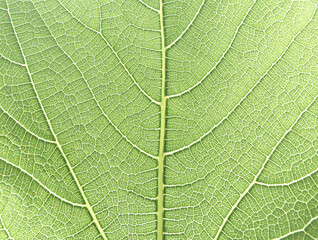 close up of fresh green leaf texture,  Macro photography.