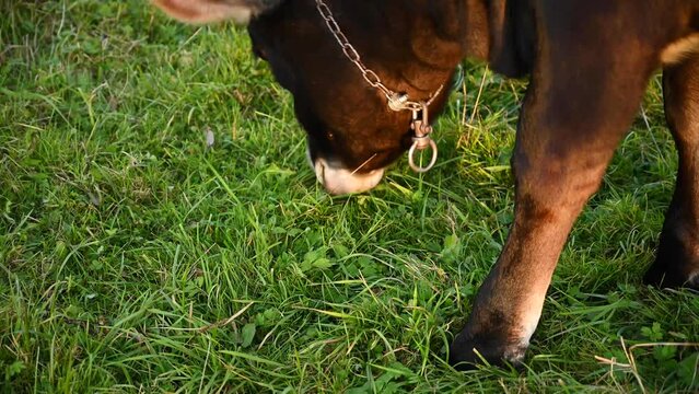 A cow grazes in a meadow. Early autumn. Static video camera. High quality 4k footage
