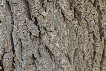 tree bark background. old tree. nice background.