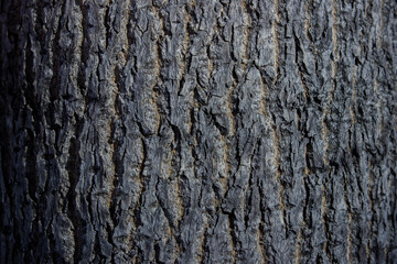 tree bark background. old tree. nice background.