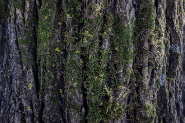 tree bark. background of tree bark with moss. natural background.