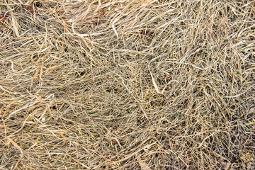 background with dry grass. pattern from old grass. top view, flat lay, background with blank space for text