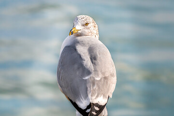 Seagull by the lake.  Close-up