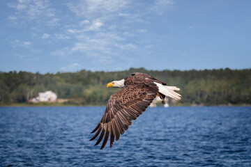 A bald eagle flying over the lake , seen in the wild in Quebec, Canada
