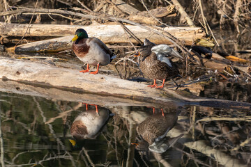 A pair of Mallard Ducks taking a rest on a log