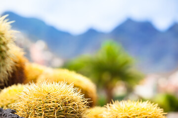 Impression of Tenerife / Detail of cactus at blurred background of palm tree, settlement and mountain range (copy space) - 482502619