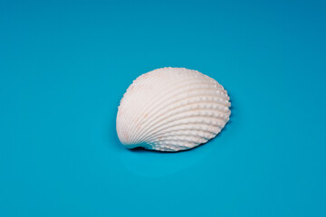 Closeup of White ark clam shell on blue background