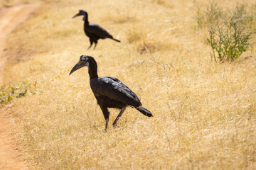 Abyssinian Ground Hornbill 1