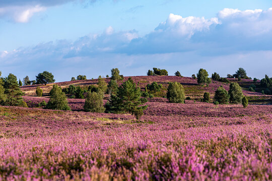Heidebl&uuml;te L&uuml;neburger Heide