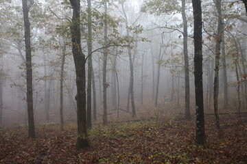 Fototapeta na wymiar Fog in the Forest 6