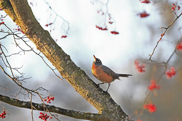 robin on a branch