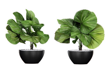 Isometric fan palm plant pot 3d rendering