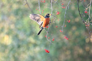 American Robin