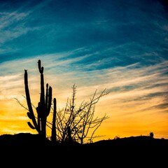 cactus at sunset western style landscape