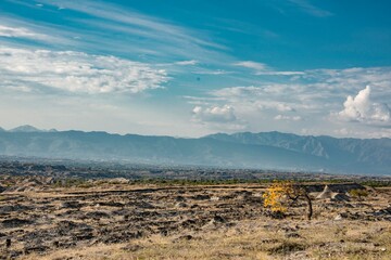 desert and yellow tree