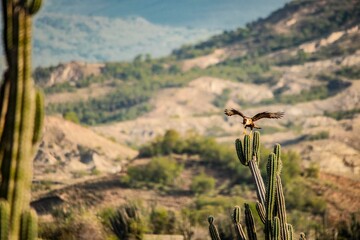 bird in the desert cactus