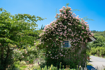 薔薇に包まれた小屋
