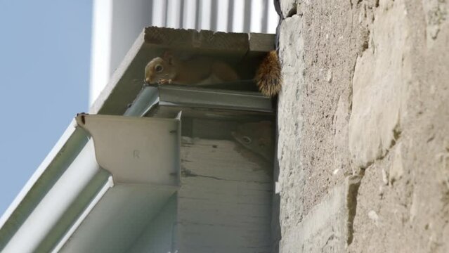 Red squirrels chewing holes in a roof.