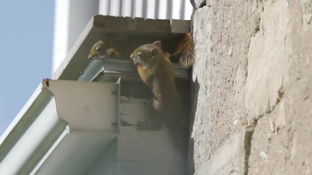 Family of red squirrels infesting the roof of a home.