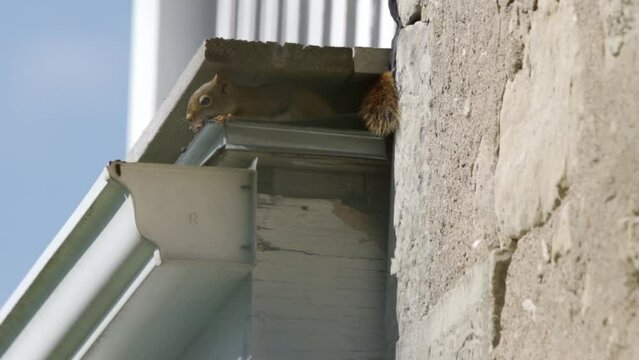 Red squirrel nesting in the roof of a home.