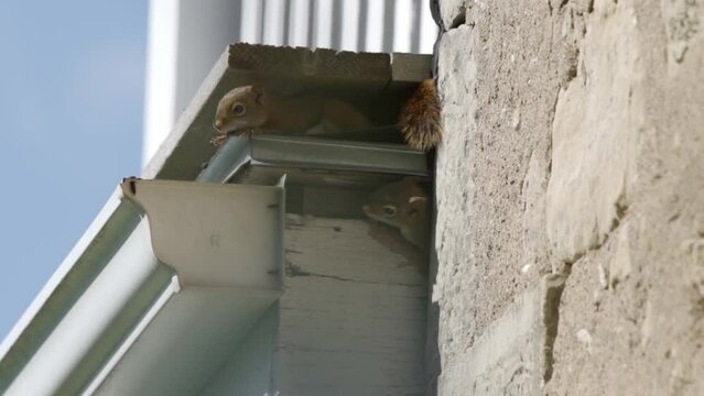 Red squirrels damaging the roof of a home.