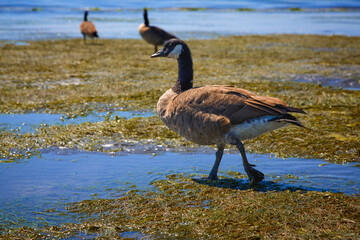 Canada Geese at White Rock Beach 3