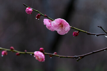 Fototapeta na wymiar Plum blossoms bloom in early spring in East Lake Plum Garden in Wuhan, Hubei