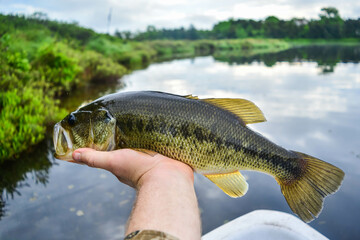 Holding a perfect largemouth bass right out of the water, fresh water fishing, from the shore.