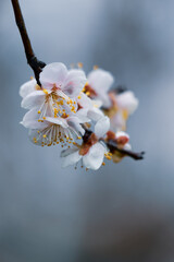 Plum blossoms bloom in early spring in East Lake Plum Garden in Wuhan, Hubei