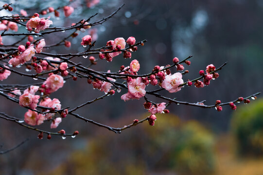 Early Spring Images – Browse 44,339 Stock Photos, Vectors, and