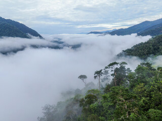 Scenic panorama of Amazon rainforest canopy above  clouds in Peru