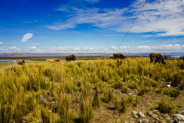 Pastoreo en lo mas lejos de la carretera 