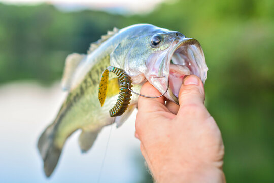 Holding A Perfect Largemouth Bass Right Out Of The Water, Fresh Water Fishing, From The Shore.