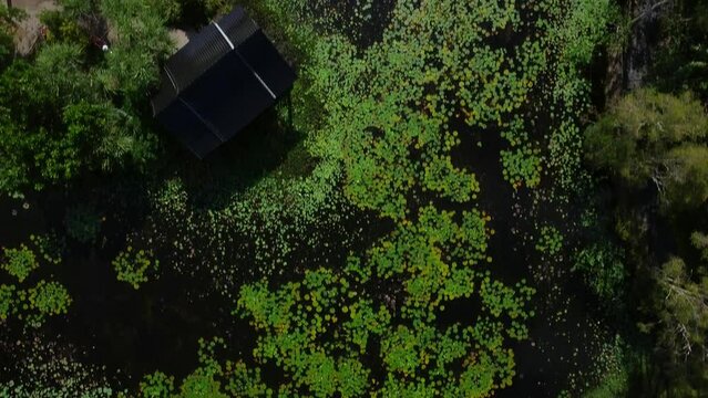 Cinimatic aerial shot moving of lillypad covered lakes