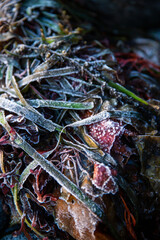 Frost covered seaweed washed up on shore frozen in the winter