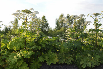 Aggressive dangerous plant Giant Hogweed (heracleum sphondylium)