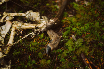 Little deer skeleton feet decomposing in the forest
