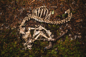 Little deer skeleton decomposing in the forest