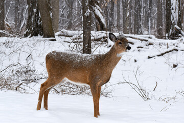 deer in snow