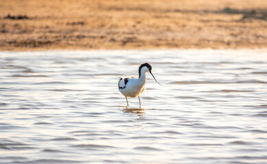 Water bird pied avocet, Recurvirostra avosetta, feeding in the lake. The pied avocet is a large black and white wader with long, upturned beak