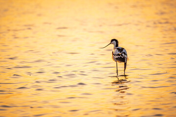 Water bird pied avocet, Recurvirostra avosetta, standing in the water in orange sunset light. The pied avocet is a large black and white wader with long, upturned beak