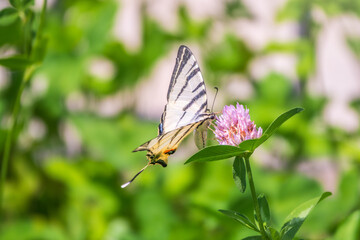 Beautiful Butterfly Scarce Swallowtail, Sail Swallowtail, Pear-tree Swallowtail, Podalirius. Latin name Iphiclides podaliriu. Butterfly collects nectar on flower.