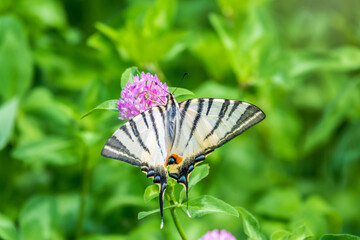 Beautiful Butterfly Scarce Swallowtail, Sail Swallowtail, Pear-tree Swallowtail, Podalirius. Latin name Iphiclides podaliriu. Butterfly collects nectar on flower.