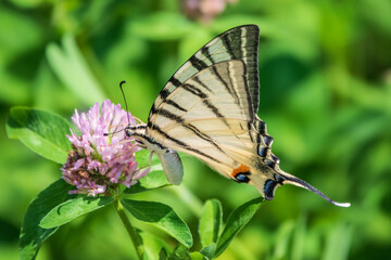 Beautiful Butterfly Scarce Swallowtail, Sail Swallowtail, Pear-tree Swallowtail, Podalirius. Latin...