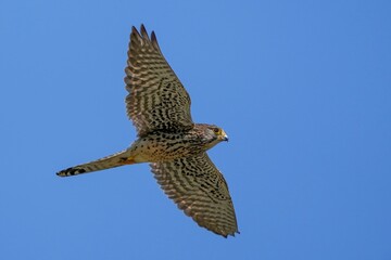 青空バックに餌を探して飛ぶ子育て中のチョウゲンボウメス