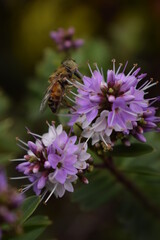 flower of a lilac