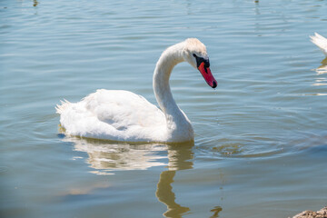 Graceful white Swan swimming in the lake, swans in the wild. Portrait of a white swan swimming on a lake.